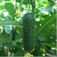 Семена Огурца Киборг F1