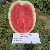 Семена Арбуз Тор F1 Семена Арбуз Тор F1