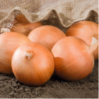 Семена Лука Роухайд F1 Семена Лука Роухайд F1