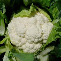 Семена цветной капусты Сеул