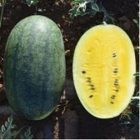 Семена Арбуза Шуга Еллоу  F1 Семена Арбуза Шуга Еллоу  F1