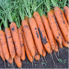 Семена Моркови Ромоса