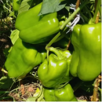 Семена Перца Халк F1