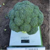 Семена Брокколи Тритон F1 Семена Брокколи Тритон F1