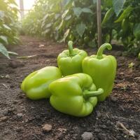 Семена Перца Эксито F1