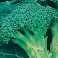 Семена Брокколи Грин Мэджик F1 Семена Брокколи Грин Мэджик F1