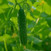 Семена Огурца Магнит F1