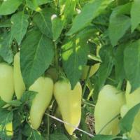 Семена Перца Хаски F1