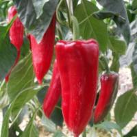 Семена Перца Тамара F1