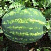 Семена Арбуза Атаман F1 Семена Арбуза Атаман F1