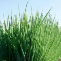 Семена Лука Гульден F1