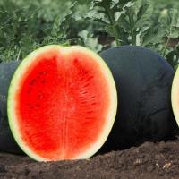 Семена Арбуза Перла Негра F1 Семена Арбуза Перла Негра F1