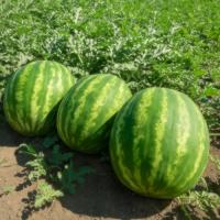 Семена Арбуза Каристан F1 Семена Арбуза Каристан F1