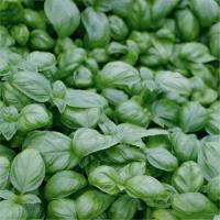 Семена базилика Лучано