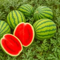 Семена Арбуза Бедуин F1 Семена Арбуза Бедуин F1