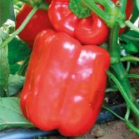 Семена Перца Геркулес F1