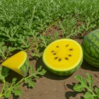 Семена Арбуза Оранж Кинг F1 Семена Арбуза Оранж Кинг F1