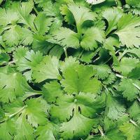 Семена кориандра Кин-дза-дза