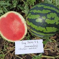 Семена Арбуза Сид Зеро F1 Семена Арбуза Сид Зеро F1