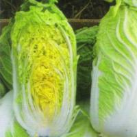 Семена Капусты пекинской Натсуки F1 Семена Капусты пекинской Натсуки F1