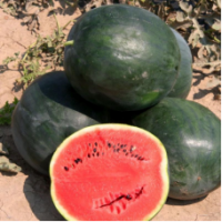 Семена Арбуза Баскетбол F1 Семена Арбуза Баскетбол F1