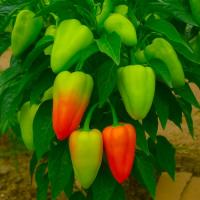 Семена Перца Бэст F1