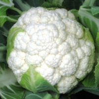 Семена Капусты цветной Леканю F1