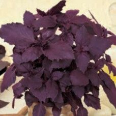Семена Базилика Фиолетового