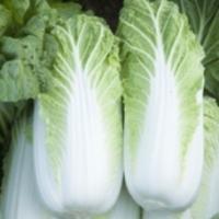 Семена Капусты пекинской Билко F1