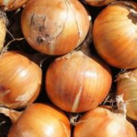 Семена Лука Спэниш Медальон F1 Семена Лука Спэниш Медальон F1