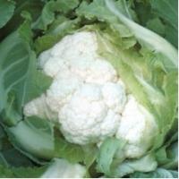 Семена Капусты цветной Кандид Шарм F1 Семена Капусты цветной Кандид Шарм F1