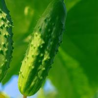 Семена Огурца Бегунок F1