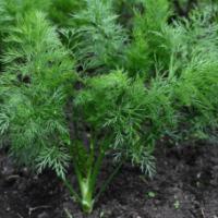 Семена Укропа Изумруд