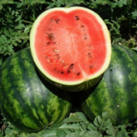 Семена Арбуза Скиф F1 Семена Арбуза Скиф F1