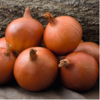 Семена Лука Мэллори F1 Семена Лука Мэллори F1