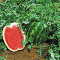 Семена Арбуза Сармат F1 Семена Арбуза Сармат F1