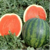 Семена Арбуза Соренто F1 Семена Арбуза Соренто F1