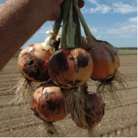 Семена Лука Мустанг F1 Семена Лука Мустанг F1