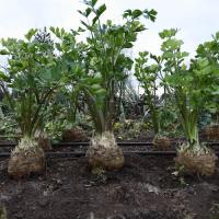 Семена Сельдерея корневого Стимул Семена Сельдерея корневого Стимул