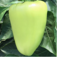 Семена Перца Альто F1