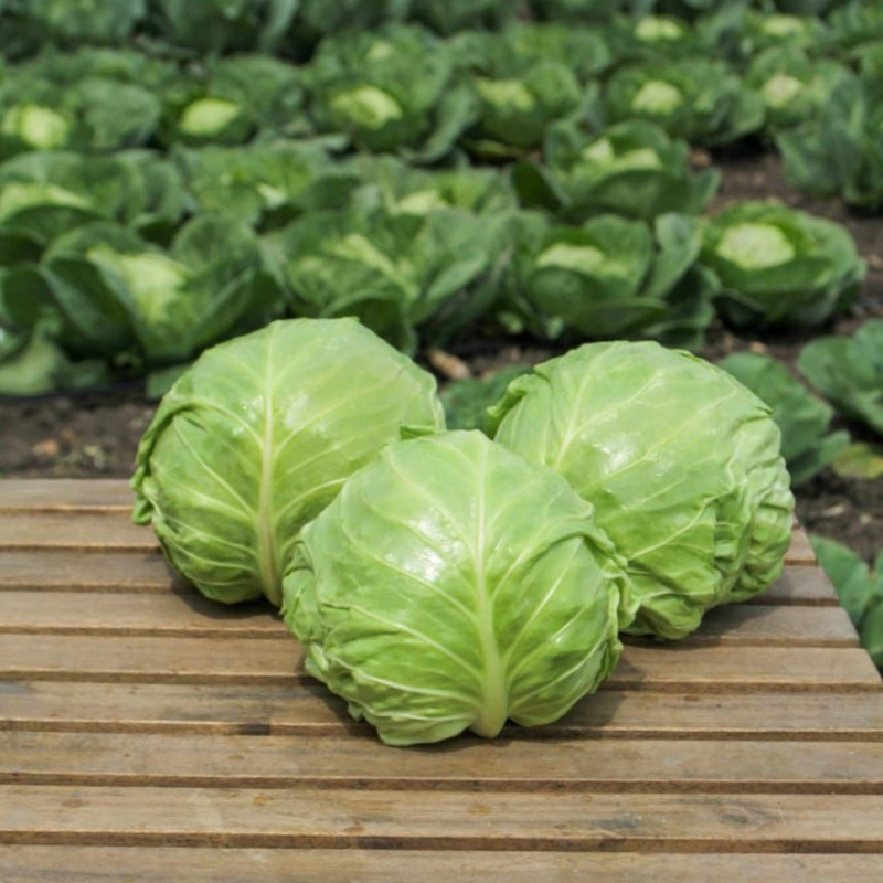 Сапсан F1 - самый скорый из капусты Сапсан F1 - самый скорый из капусты