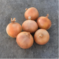 Семена Лука Орланда F1 Семена Лука Орланда F1