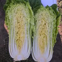 Семена Пекинки Эндуро F1