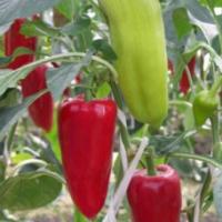 Семена Перца Джипси F1