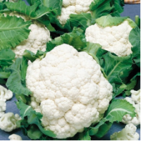 Семена Капусты цветной Брюс F1