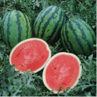 Семена Арбуза Один F1 Семена Арбуза Один F1