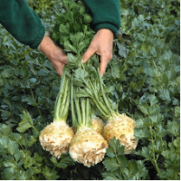 Семена Сельдерея корневого Балена F1 Семена Сельдерея корневого Балена F1