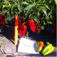 Семена Перца Фаст F1