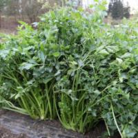 Семена Сельдерея Потенциал Семена Сельдерея Потенциал