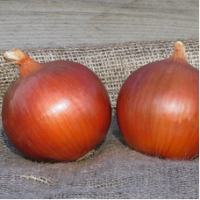 Семена Лука Сонома F1 Семена Лука Сонома F1